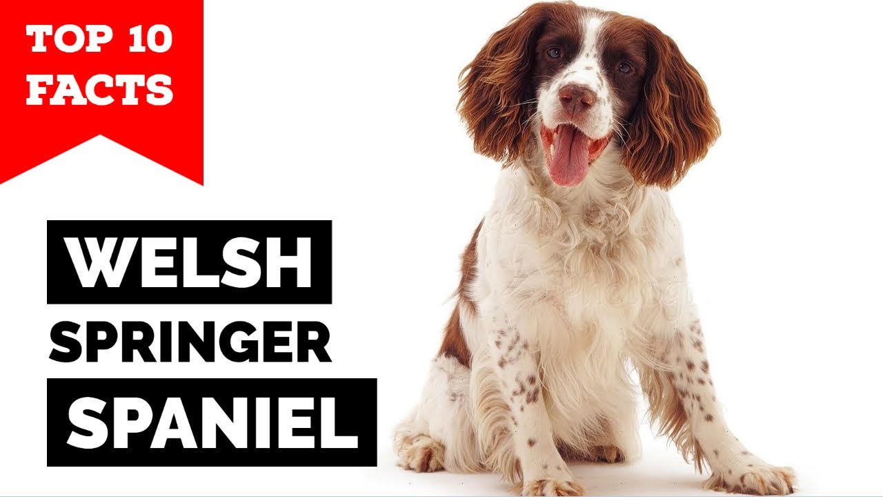 Welsh Springer Spaniel - Top 10 Facts