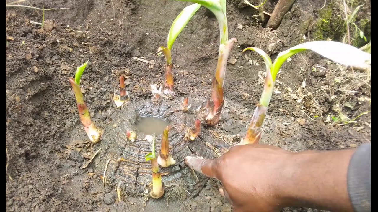 BEST BANANAS FARMING TECHNIQUES. HOW TO PRODUCES,MULTIPLY OR PROPAGATED  BANANAS AND PLANTAINS