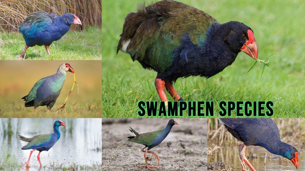 All Swamphen Species / complete list of Swamphen / swamphen