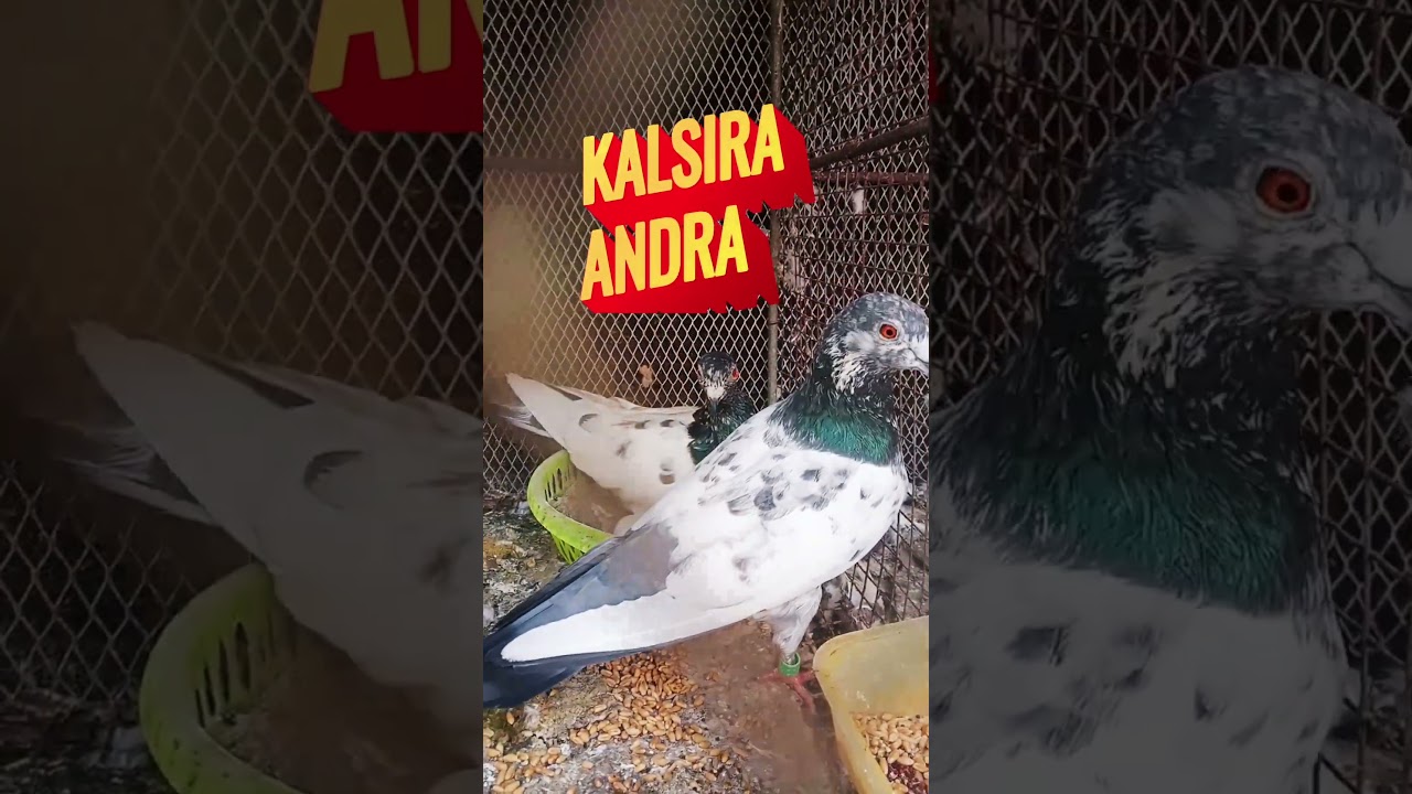 আন্দ্রা লালসিরা&কালসিরা জোড়া ভিডিও