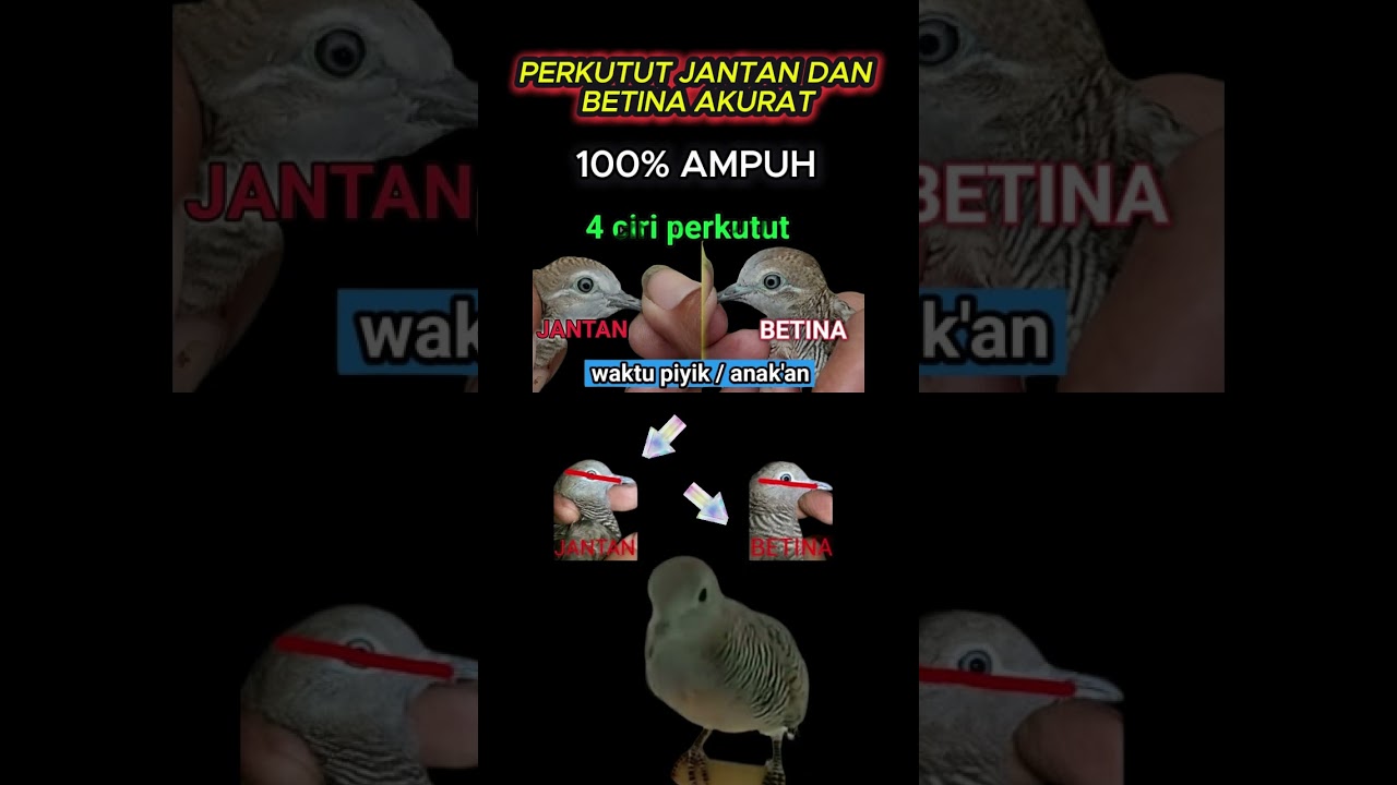 ciri perkutut jantan dan betina #perkutut