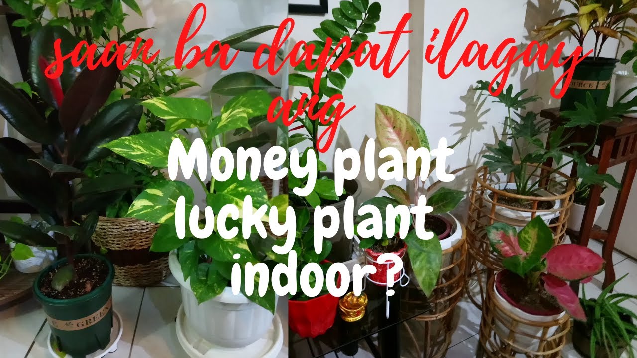 Money Plant || Lucky Plant Placement @passionat60