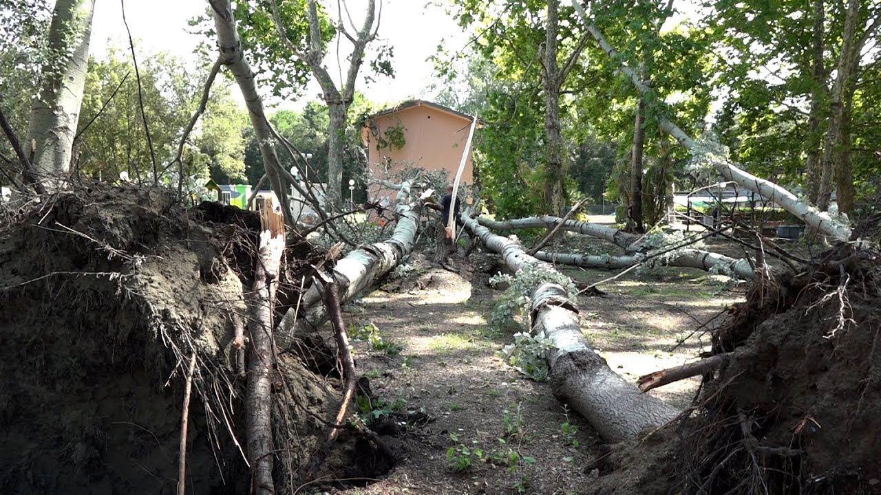 Maltempo a Massa, alberi caduti e tetti divelti