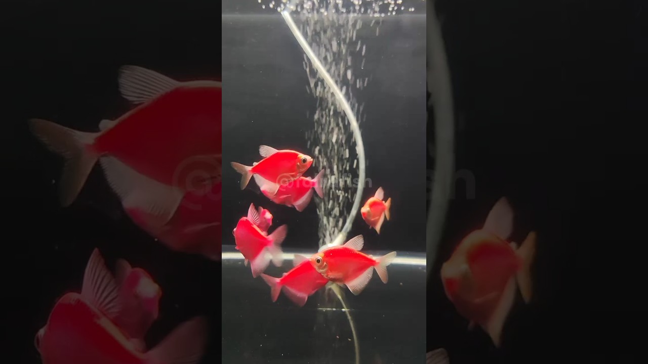 Glofish Tetra Starfire Red - White Light Background | Falra Fish