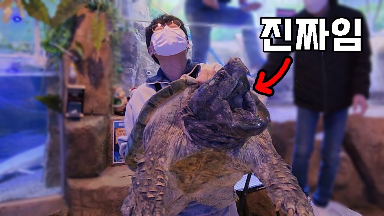 아직도 현존하는 공룡거북이!? 물리면 100% 아작난다고 합니다..