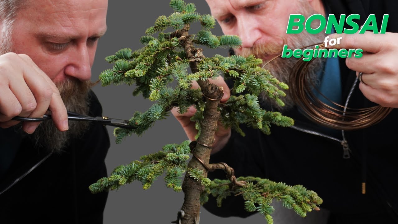 Bonsaigestaltung einer Abies procera | Entwicklung nach 3 Jahre | schneiden | pflegen | gestalten