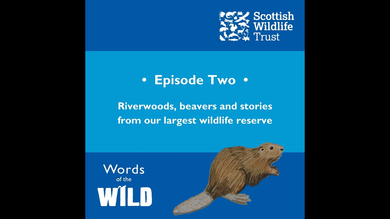 Riverwoods, beavers and stories from our largest wildlife reserve