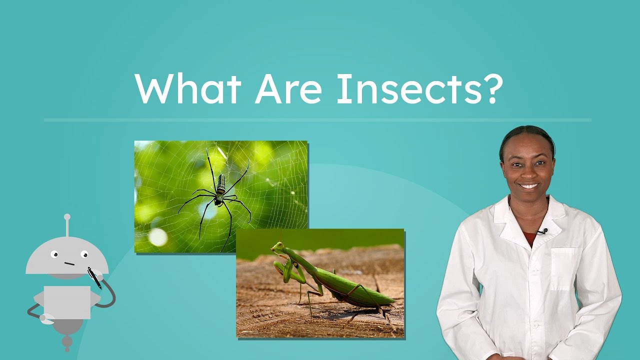 What Are Insects? - What Makes a Bug an Insect?