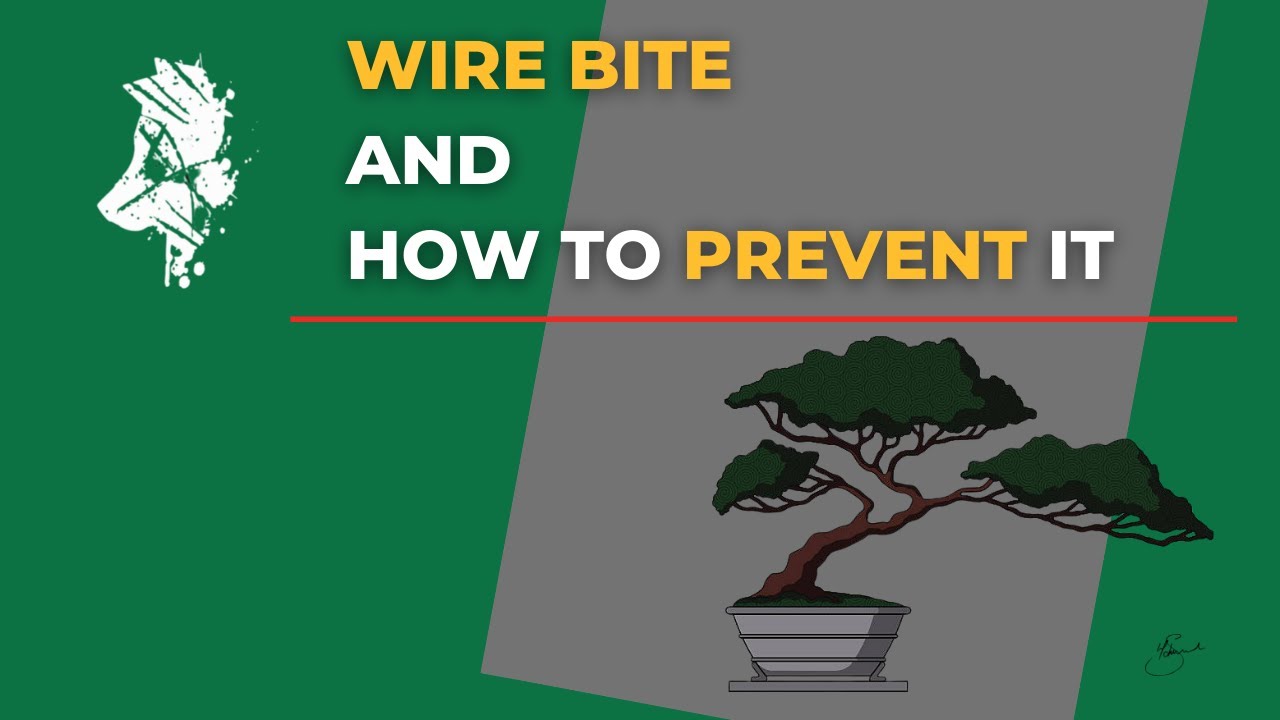 {Watch Now PREVENTION IS better than CURE} The Outcome of Wire Bite - Learn how to prevent it.