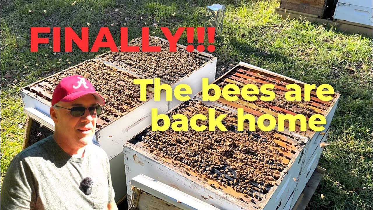 Did the Pollination Bees Survive the Tough Times in California?