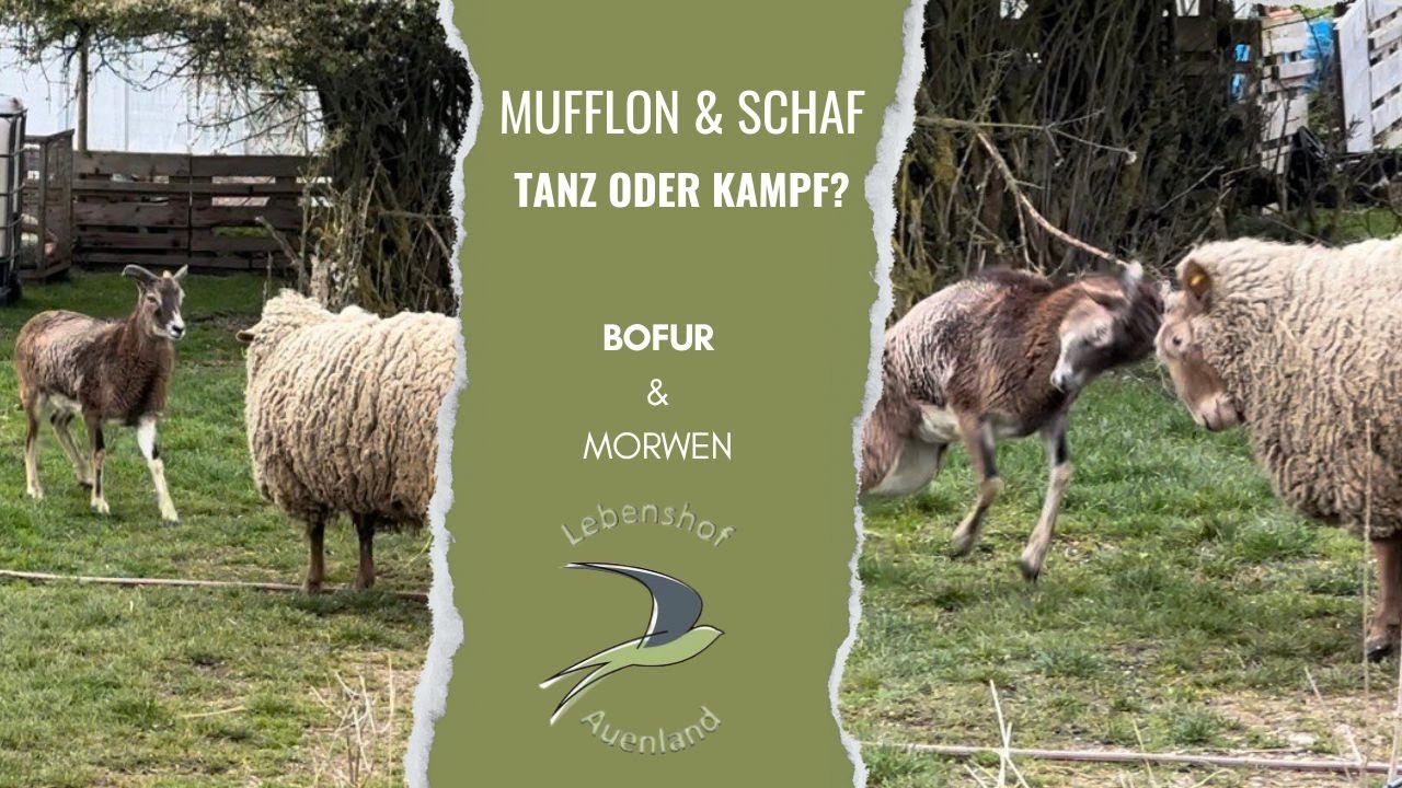 Mufflon und Schaf - ein (Schein) Kampf? #lebenshof