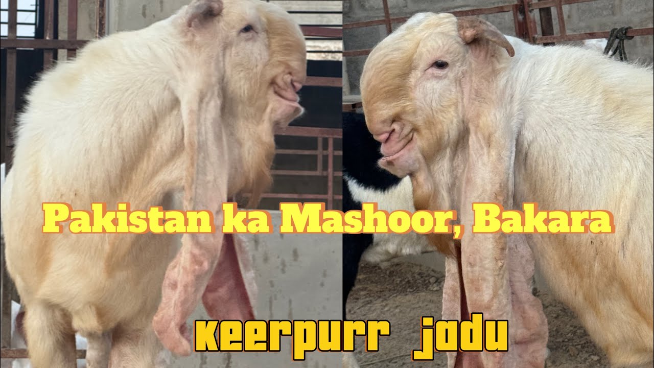 8 September 2024 jaadu breeds