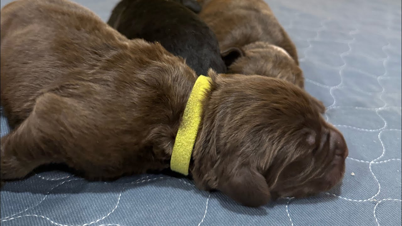 Bluegrass River, Newfoundlands- Ruth female puppies ￼