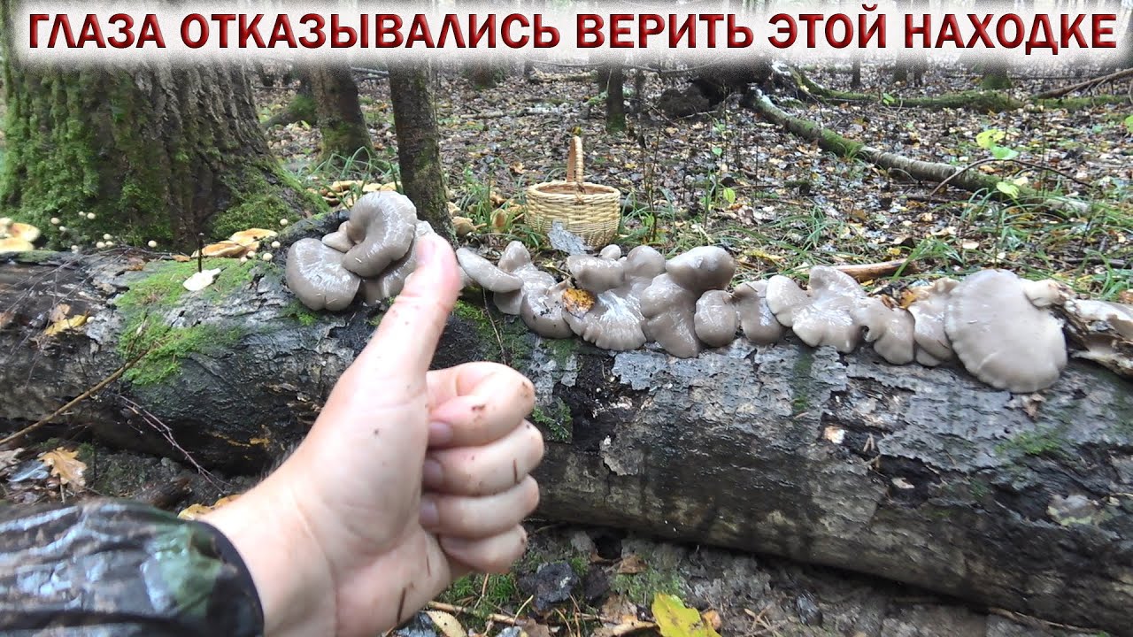 ❗ ГЛАЗА ОТКАЗЫВАЛИСЬ ВЕРИТЬ ЭТОЙ НАХОДКЕ! 👉ГРИБЫ в ОКТЯБРЕ 2024.