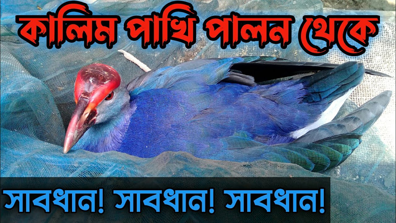 কালিম পাখির খামার থেকে বিরত থাকুন,কালিম পাখি পালন পদ্ধতি,কালিম পাখির খাবার,kalim pakhi palon