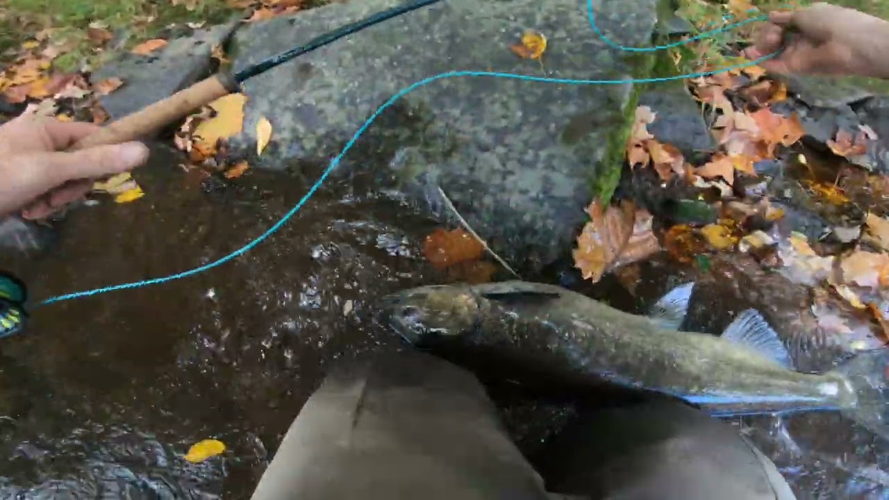 Salmon River is on 🔥/Fish Everywhere - October 2, 2023 - Pulaski, NY