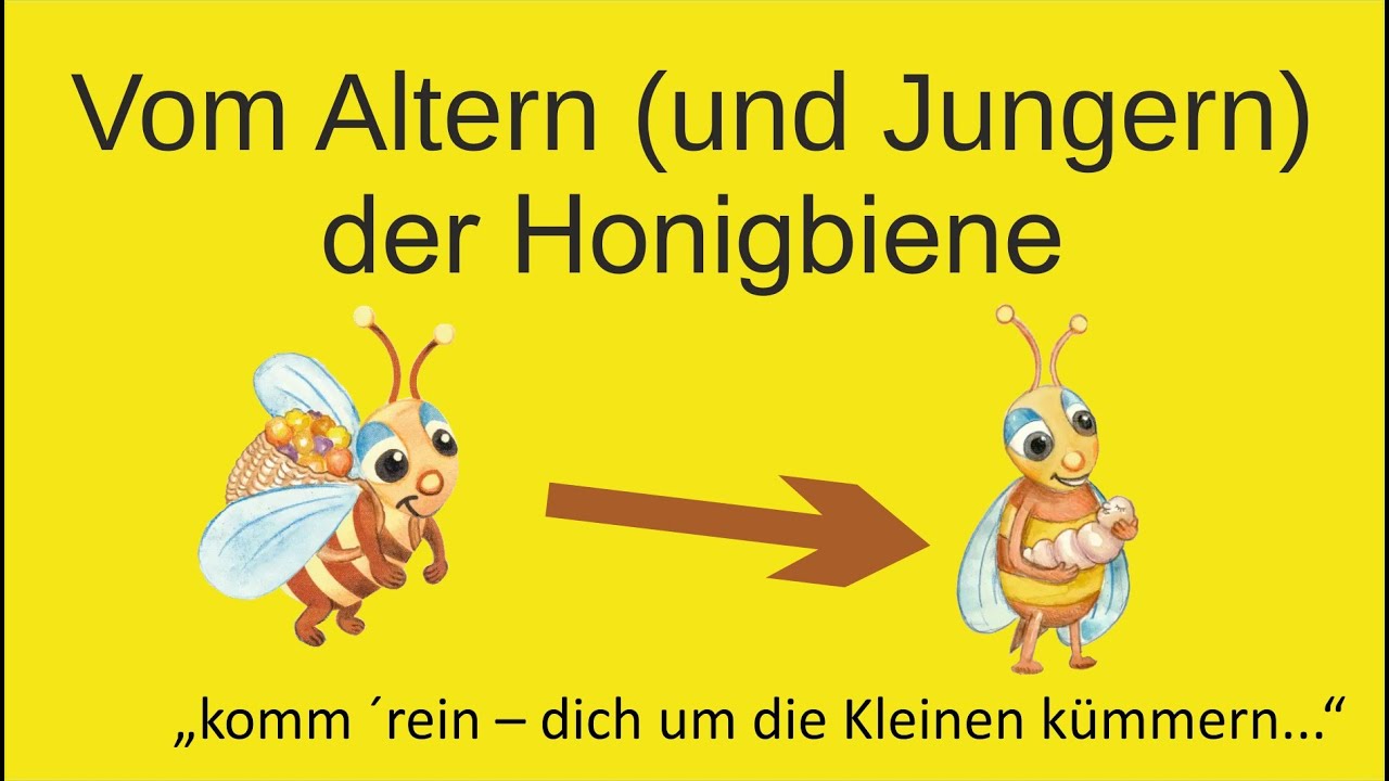 Altersplastizität der Bienen