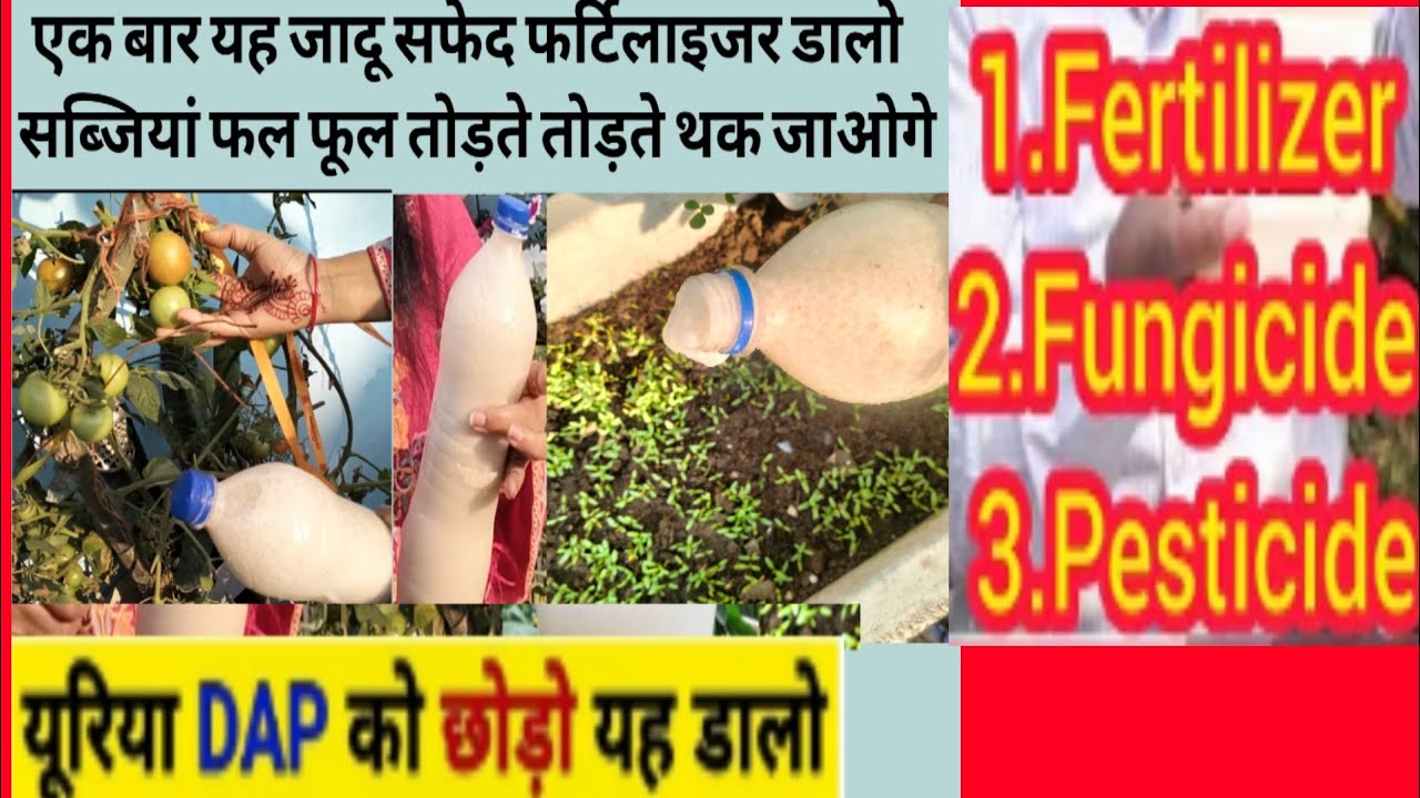 एक बार जादुई फर्टिलाइजर में गलती से भी पीली चीज मिला दी एक चम्मच मरते पौधे जिंदा सब्जियां इतनी हैरान