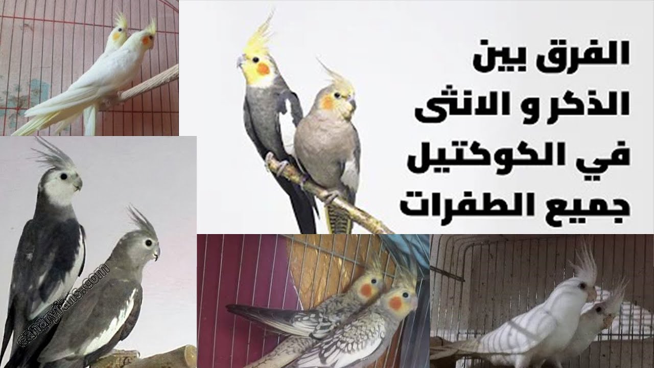 كيفية تفريق جنس الكوكتيل لكافة الطفرات ( البينو - لاتينو - وايت فيس - ايزابيل - حبشي )
