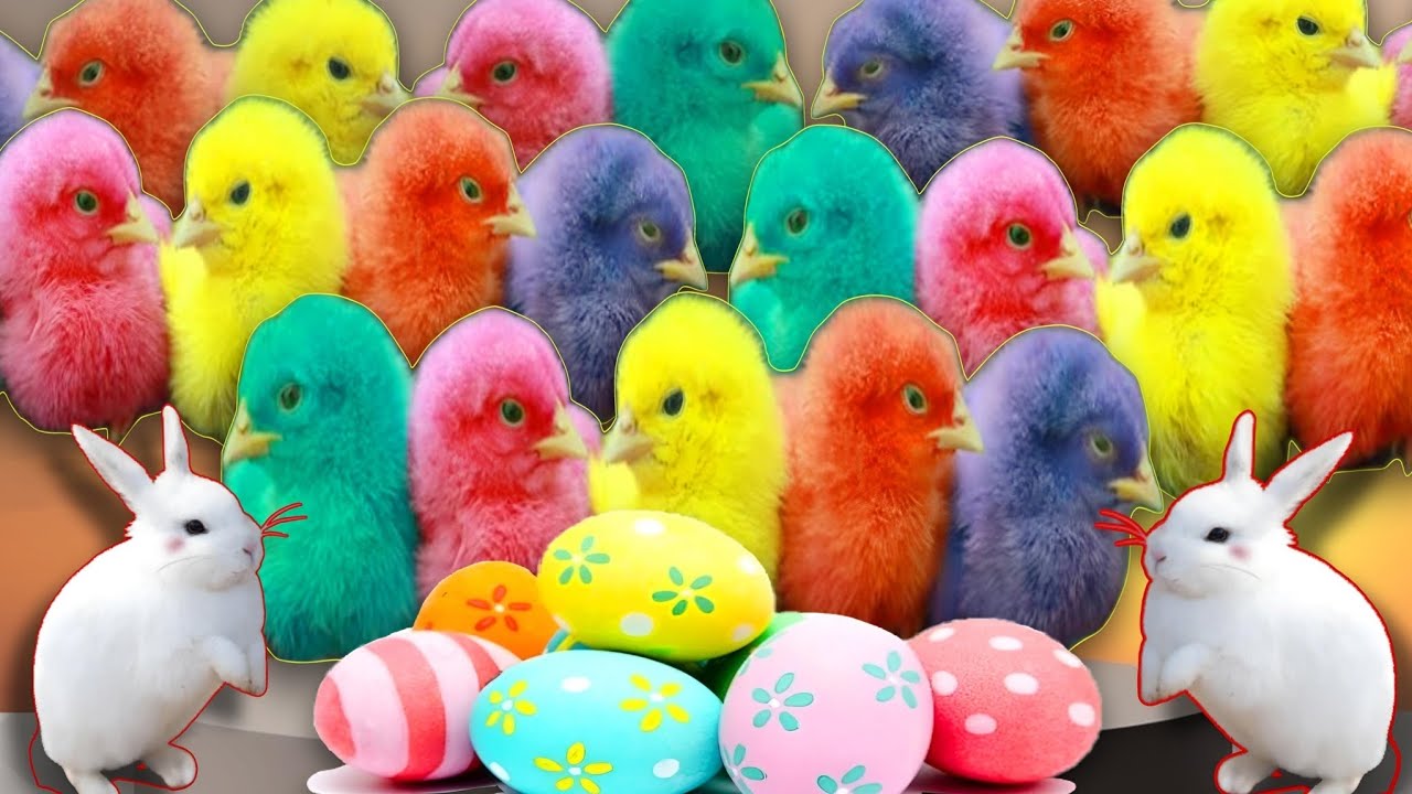 ayam berwarna-warni lucu pelangi menangkap ke kotak berwarna?