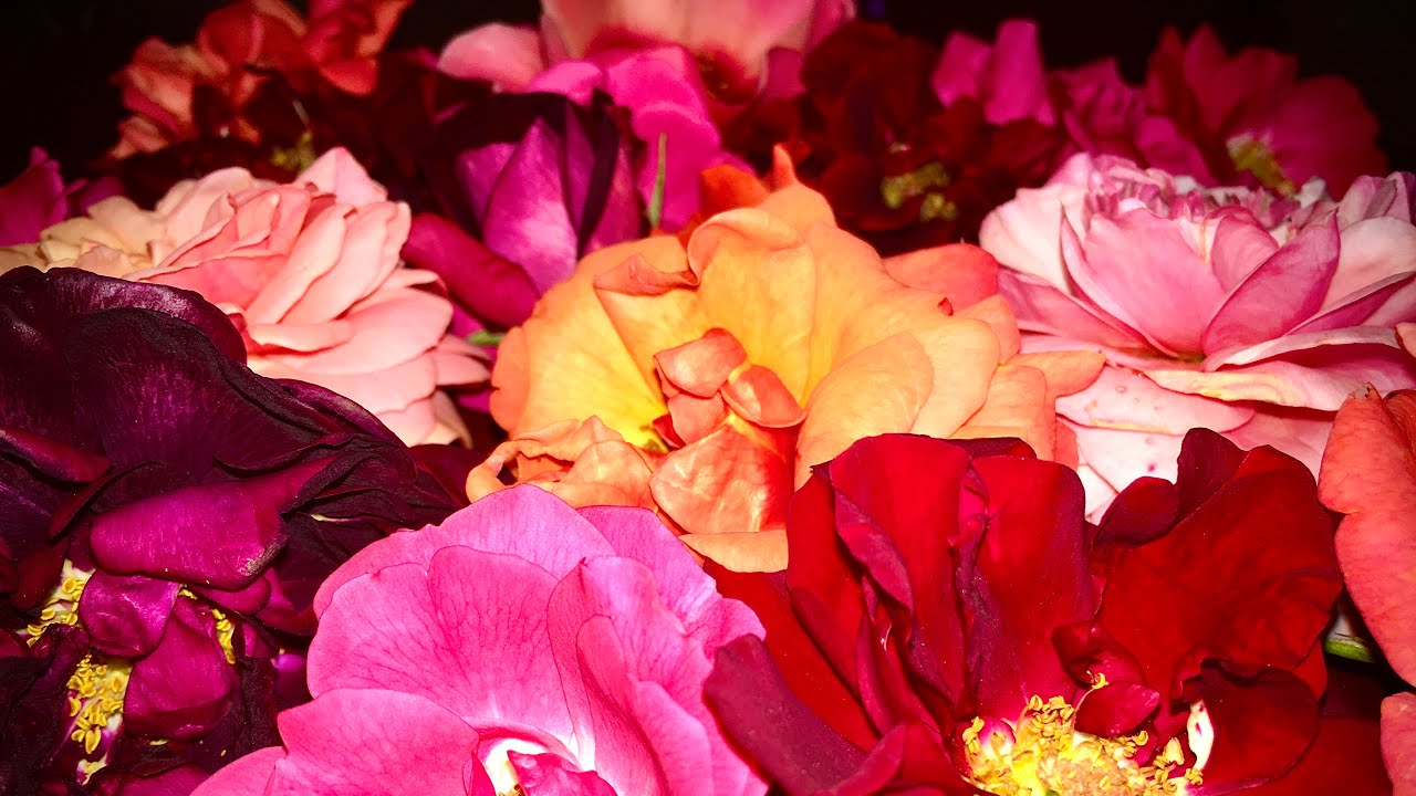 Rose petals confetti for wedding