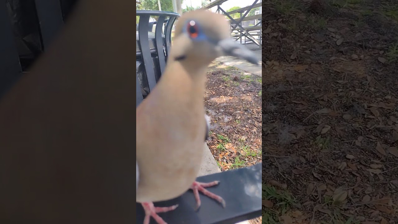 The Unexpected Friendship of a Man and a Wild Dove