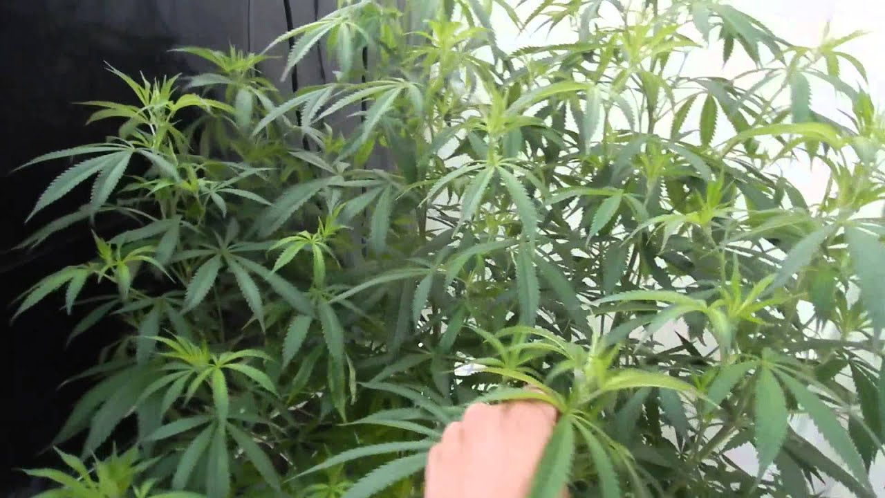 TGA seeds time wreck