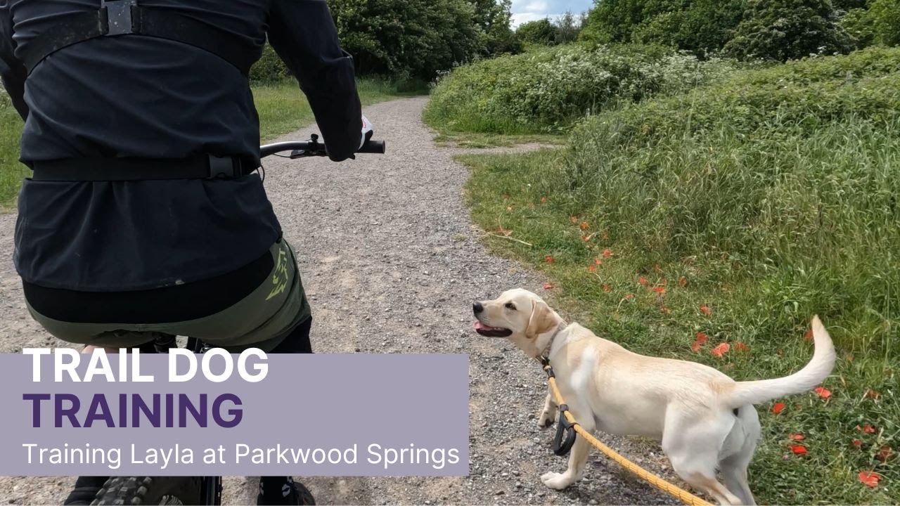 Trail Dog Training - Training Layla At Parkwood Springs