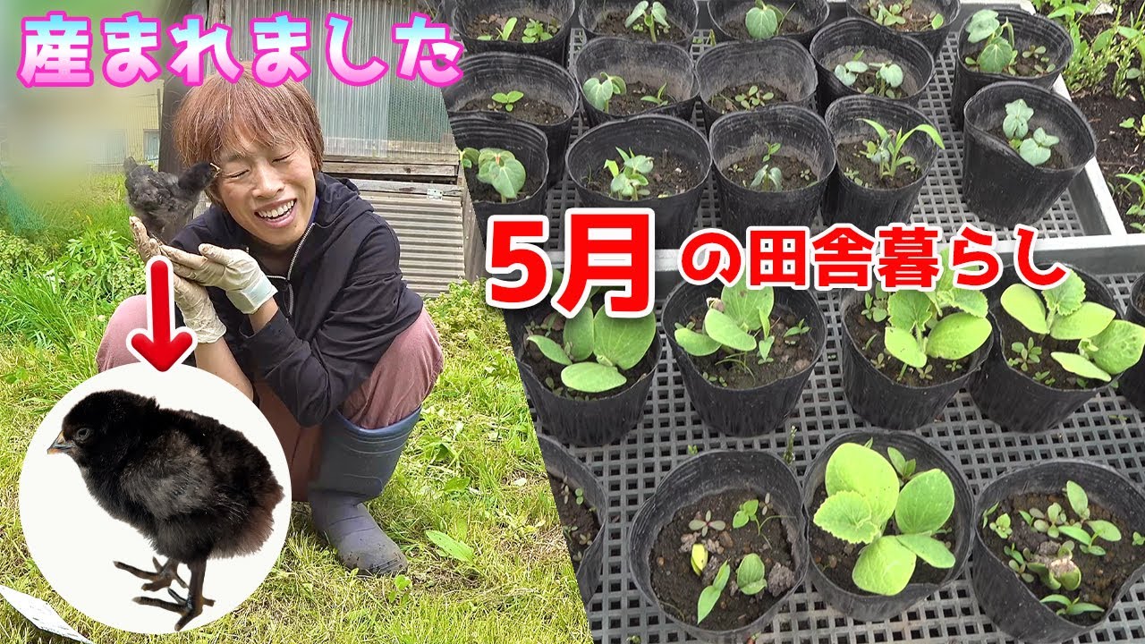黒ひよこが生まれました！大忙しの5月の田舎暮らし。種まき、ジャガイモ植え付け　鬼嫁とボク