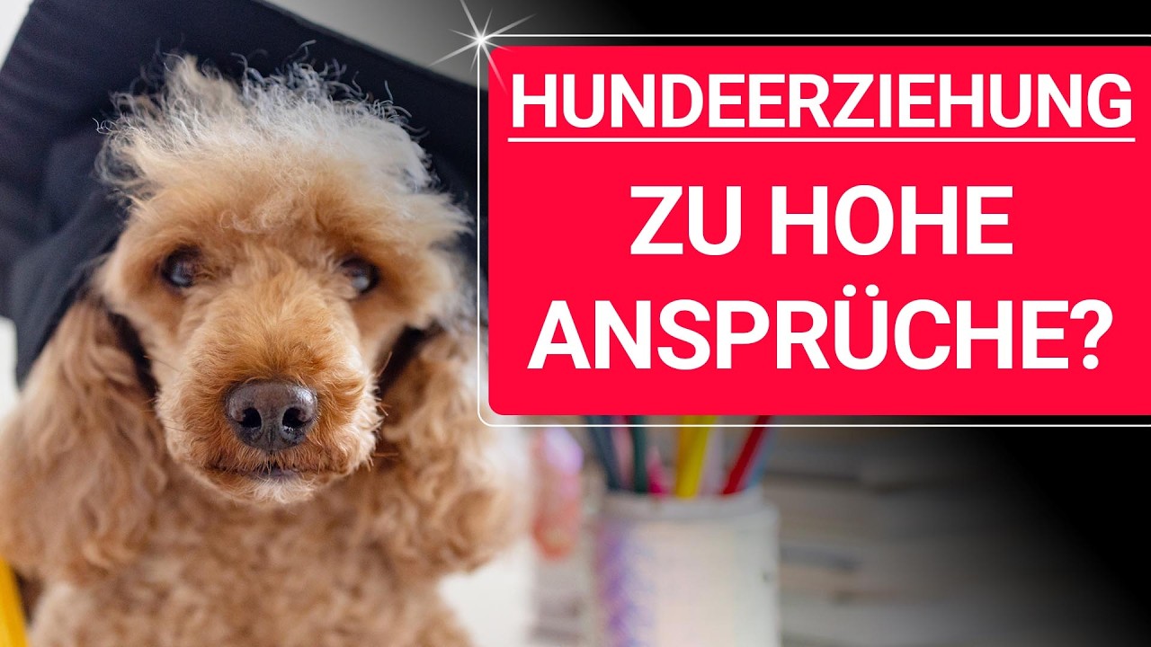 💥🐶 Die größte Falle in der Hundeerziehung 👉 und wie du sie vermeidest 🐶💥✔️