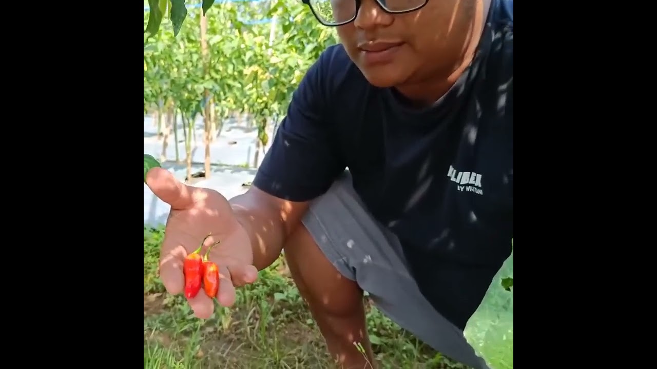 Cabe Rawit Merah  Bonang RS