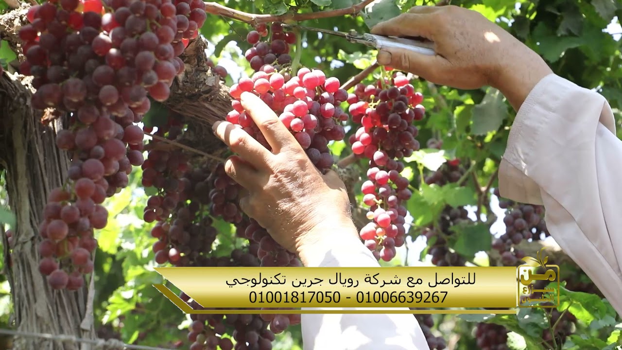 اللون والحجم والجودة.. شاهد الحاج مصطفى يُنتج 25 طنا من فدان العنب الكنج بالسماد الحيوي