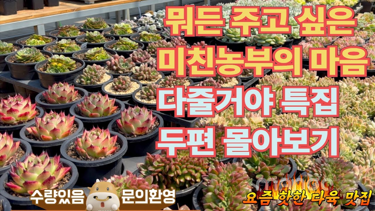 이쁜 다육은 다 모아놨어요! 다줄거야 특집 몰아보기