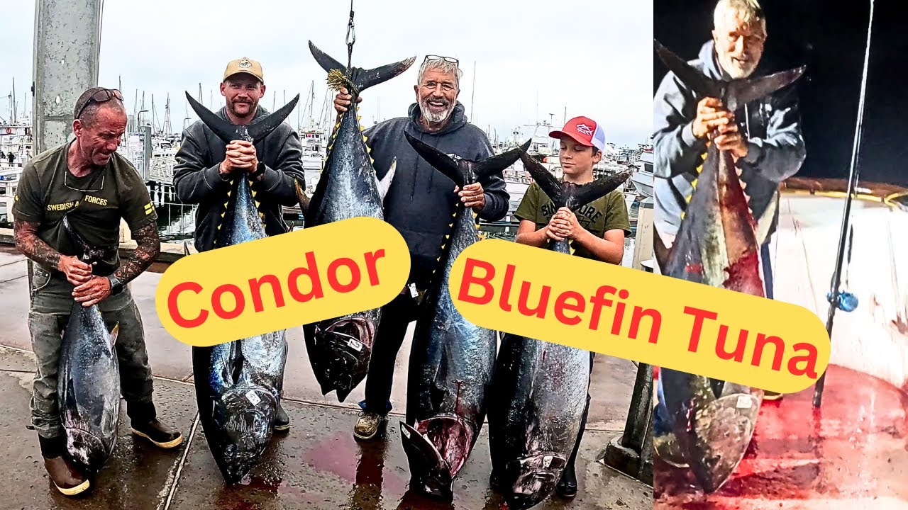 Reeling In Giants: Bluefin Tuna On The Condor 1.5 Day Sportfishing @ Fishermans Landing San Diego CA