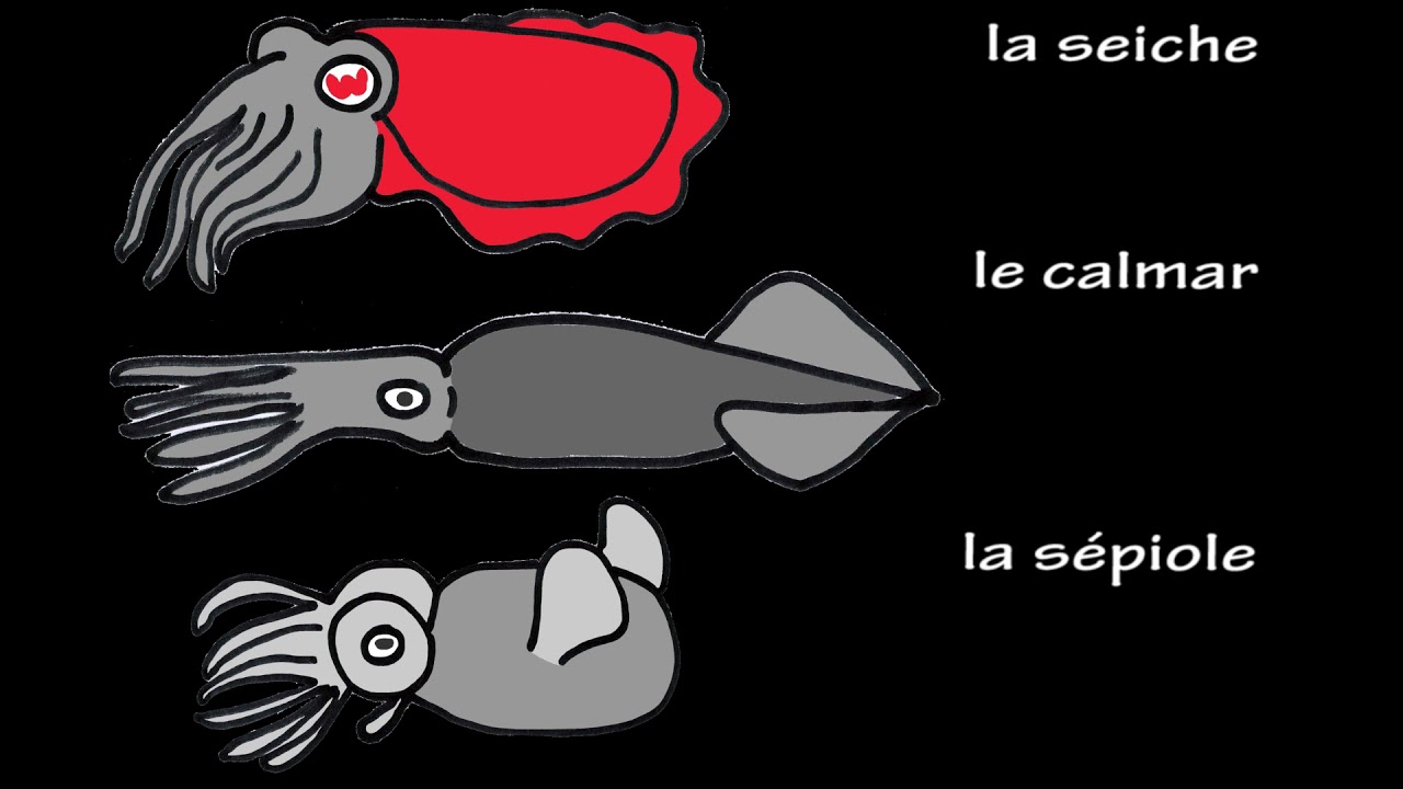 Explo Submareens / Immersion n&deg;2 : Savoir reconna&icirc;tre les c&eacute;phalopodes