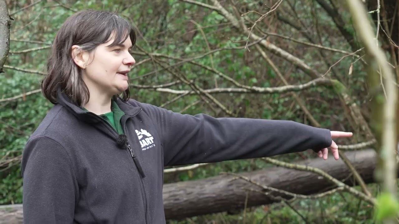 Восстановление реки в долине Манор Вудс