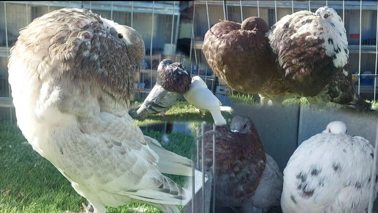 فينكم أعشاق لمليح🤔بانولي🙏توليعة أسطوية🙉👑في لحمام سماوي لي عندي🔥و بياسات لمليح😱💸لي جبت أياياي لمليح🔥🤩