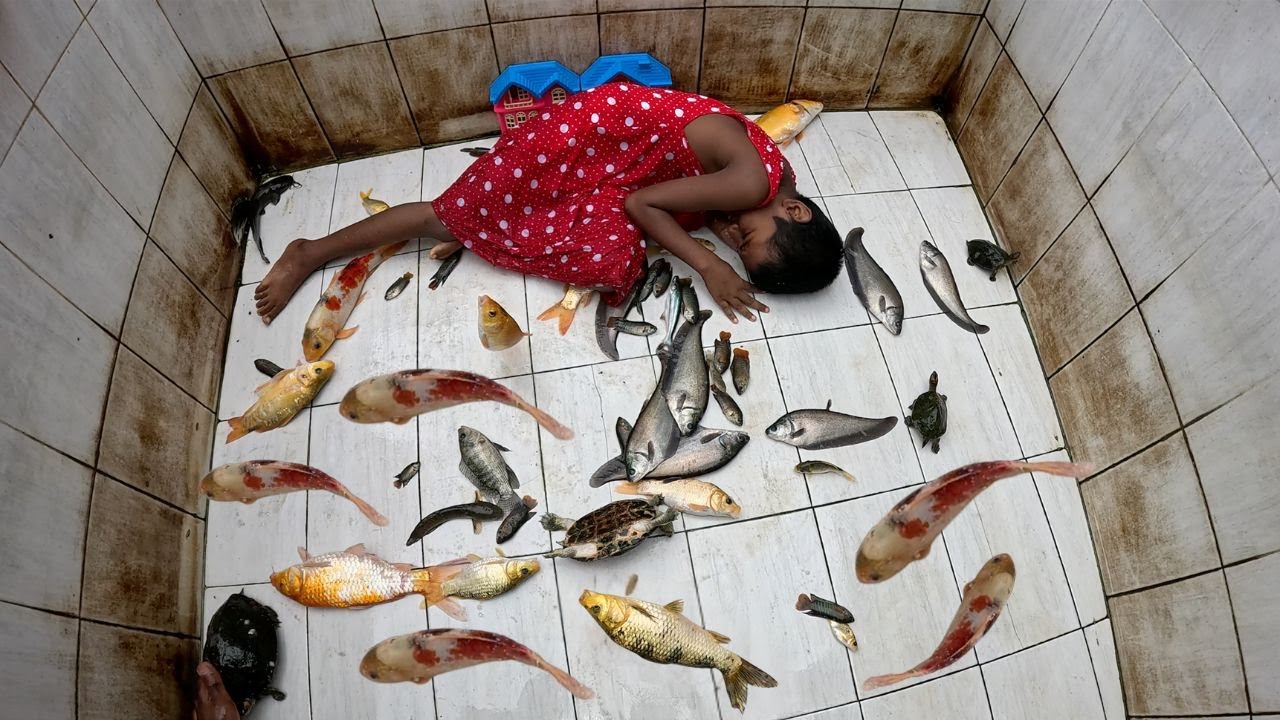 Fairy Girl Aquarium Koi Carp Fish, Tortoise Catching & Releasing 4K Relaxing Video