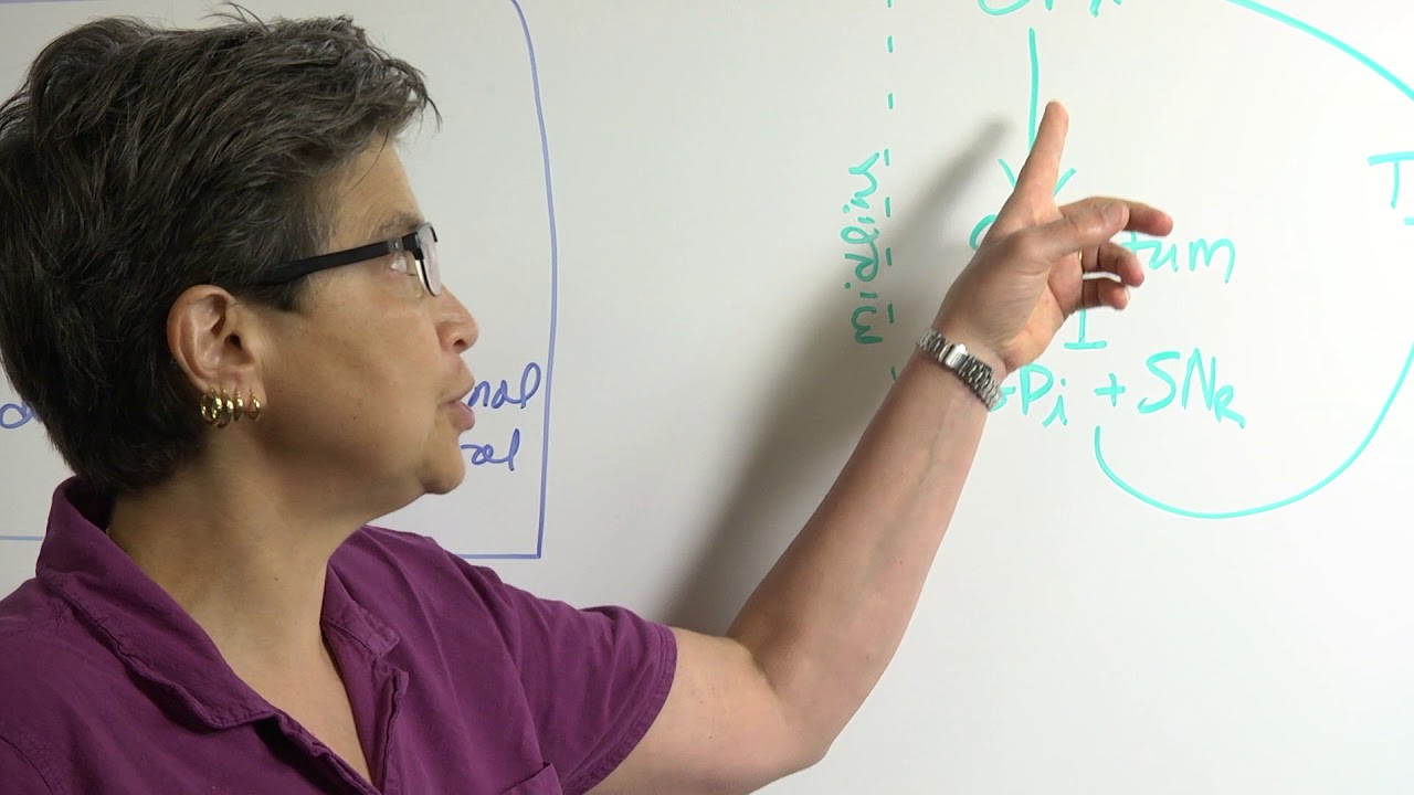 7.3 Limbic System, Basal Ganglia, and Amygdala