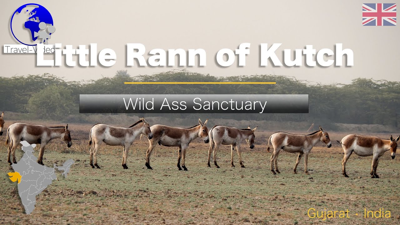 Little Rann of Kutch • Gujarat • Wild asses and birds, Inde