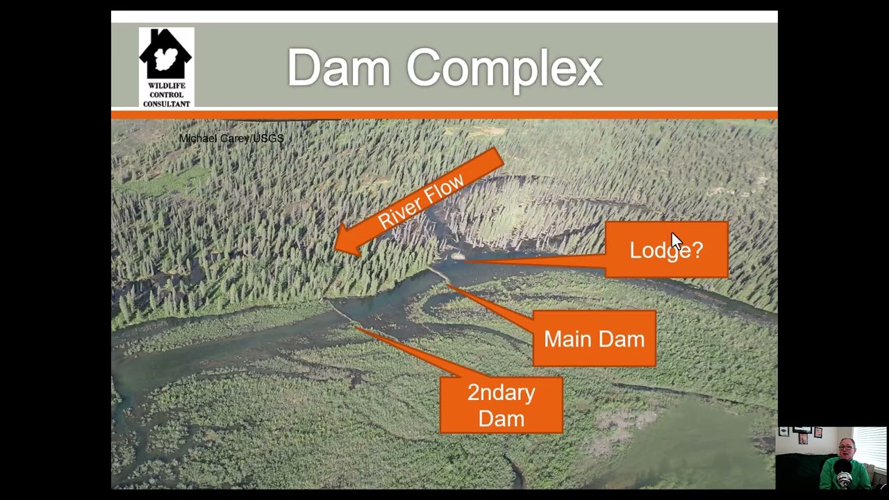 Are beaver pipes, pond levelers, or beaver deceivers right for your need to control flooding?