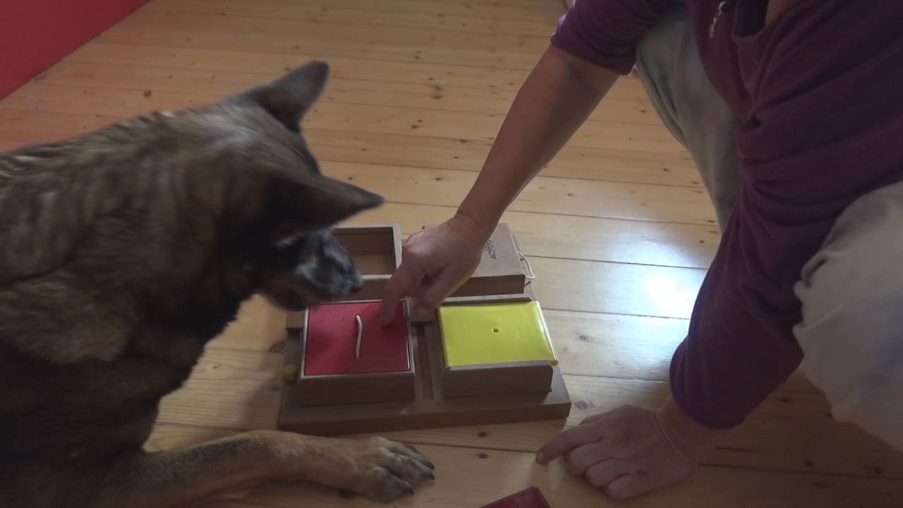 Spa&szlig; mit Hund!