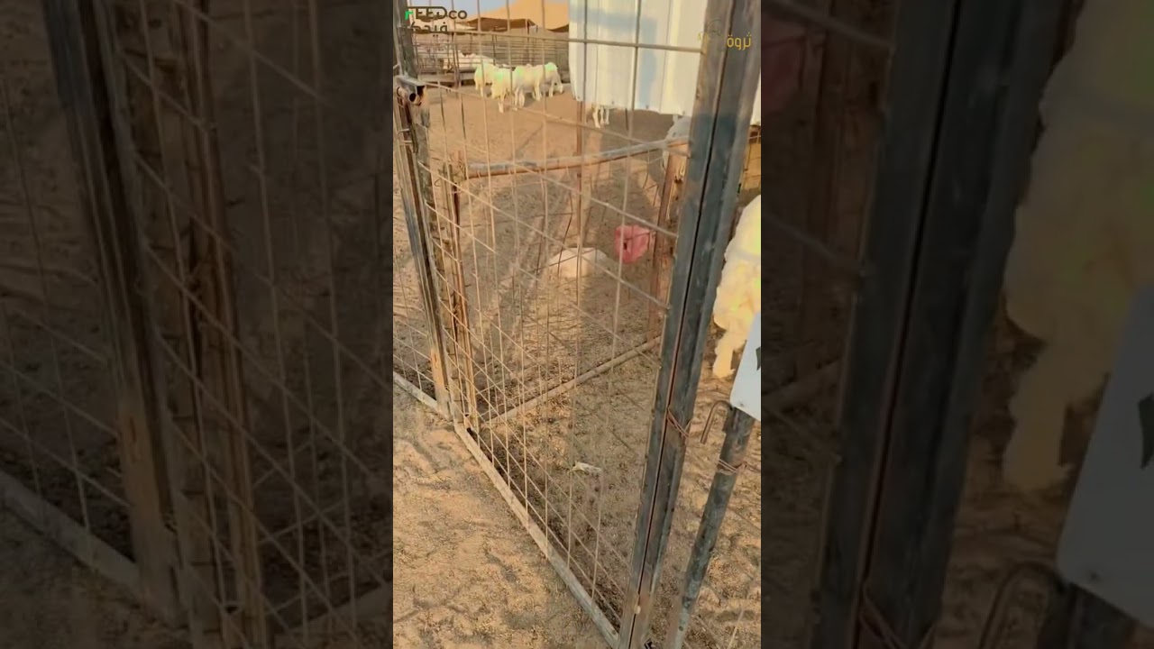 المقطع الاول من زيارة مزرعة المربي ابو جواد