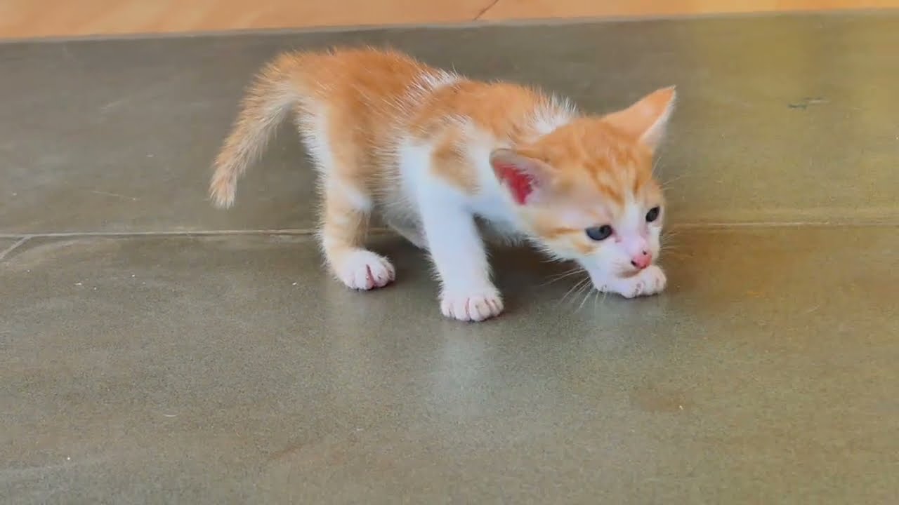 It's a cute little kitten is living and playing happily 