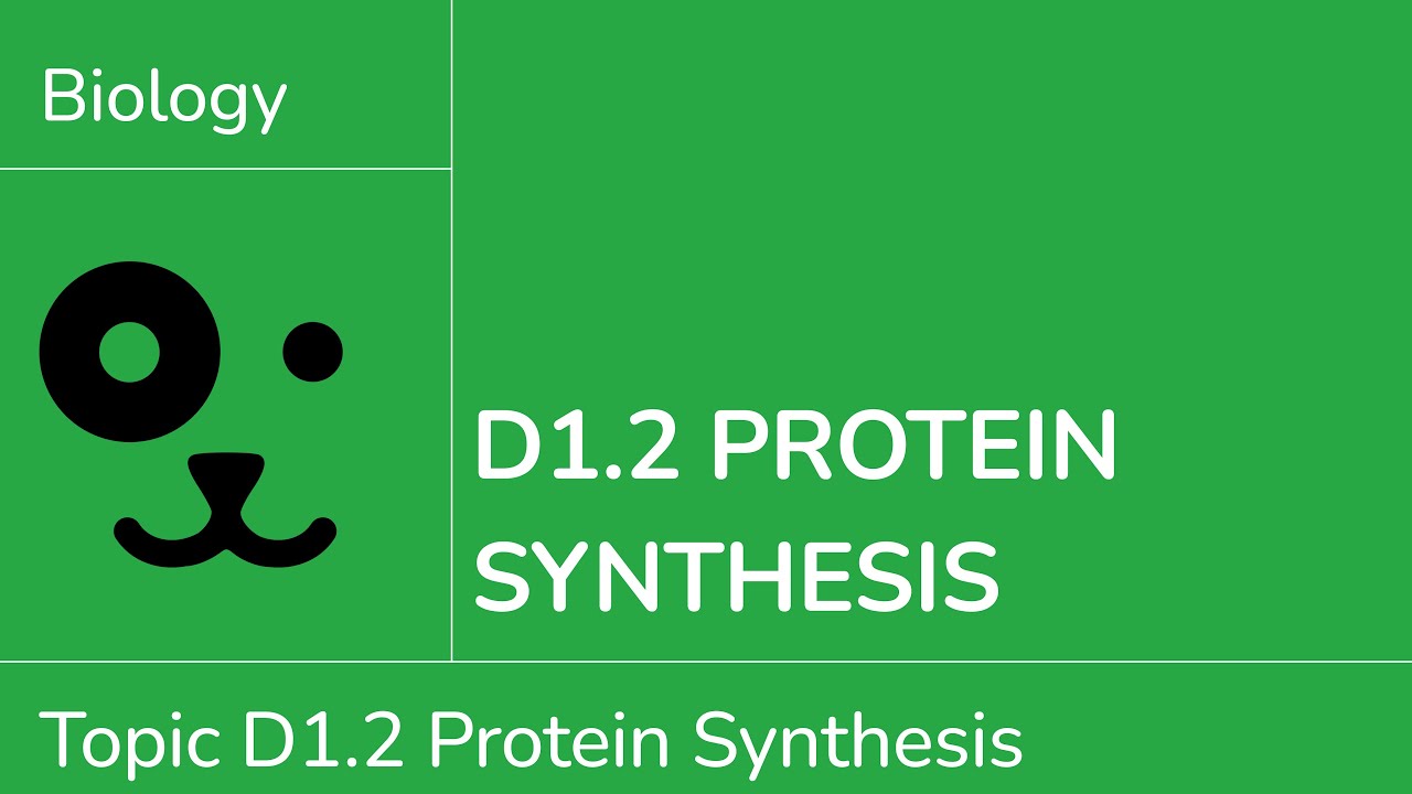 D1.2 Protein Synthesis [IB Biology SL/HL]