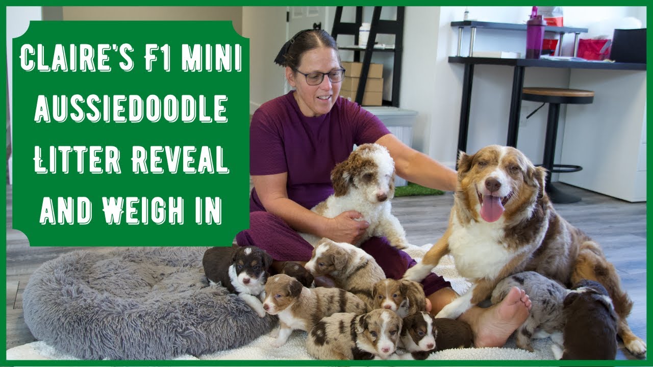 Claire's F1 Mini Aussiedoodle Litter Reveal and Weigh In