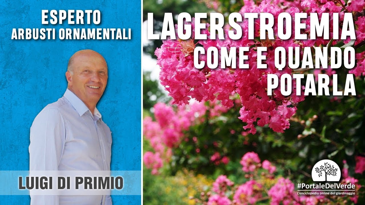 Potatura lagerstroemia: ecco come e quando farla