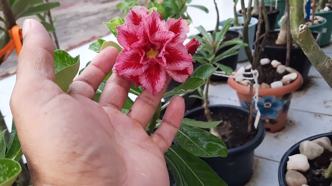 #meujardim #flores #rosadodeserto 