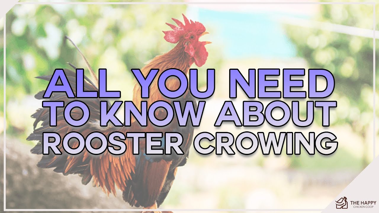 ROOSTER CROWING, WHYYY. No seriously watch to find out why they do it and more...