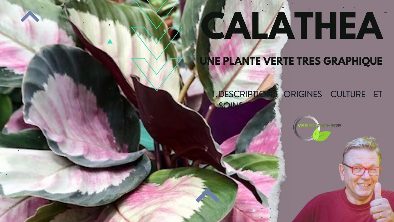 Les Calatheas